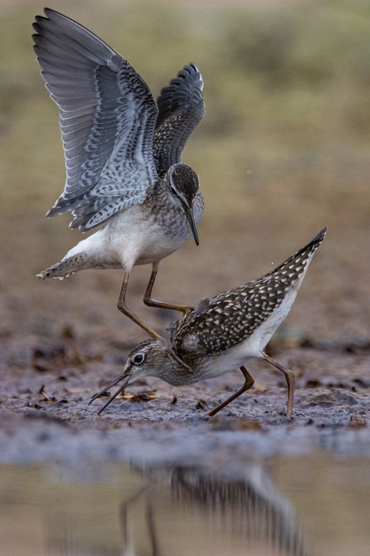 Фифи, Tringa glareola Фифи (Tringa glareola)photo preview
