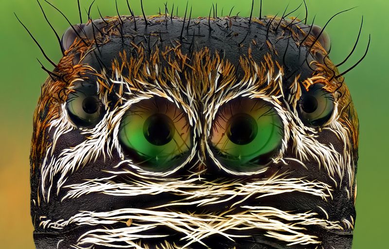 irass, waledzik, nat geo, olympus, close up, macro, extreme macro, макро oOOo.photo preview