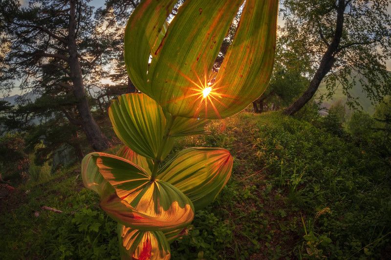 пейзаж, солнце, закат, архыз Солнце в бокалеphoto preview