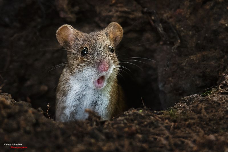 Не может быть... (2)photo preview