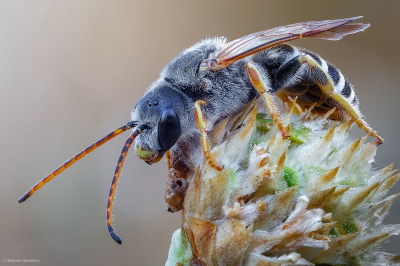 Про пчёлкуphoto preview