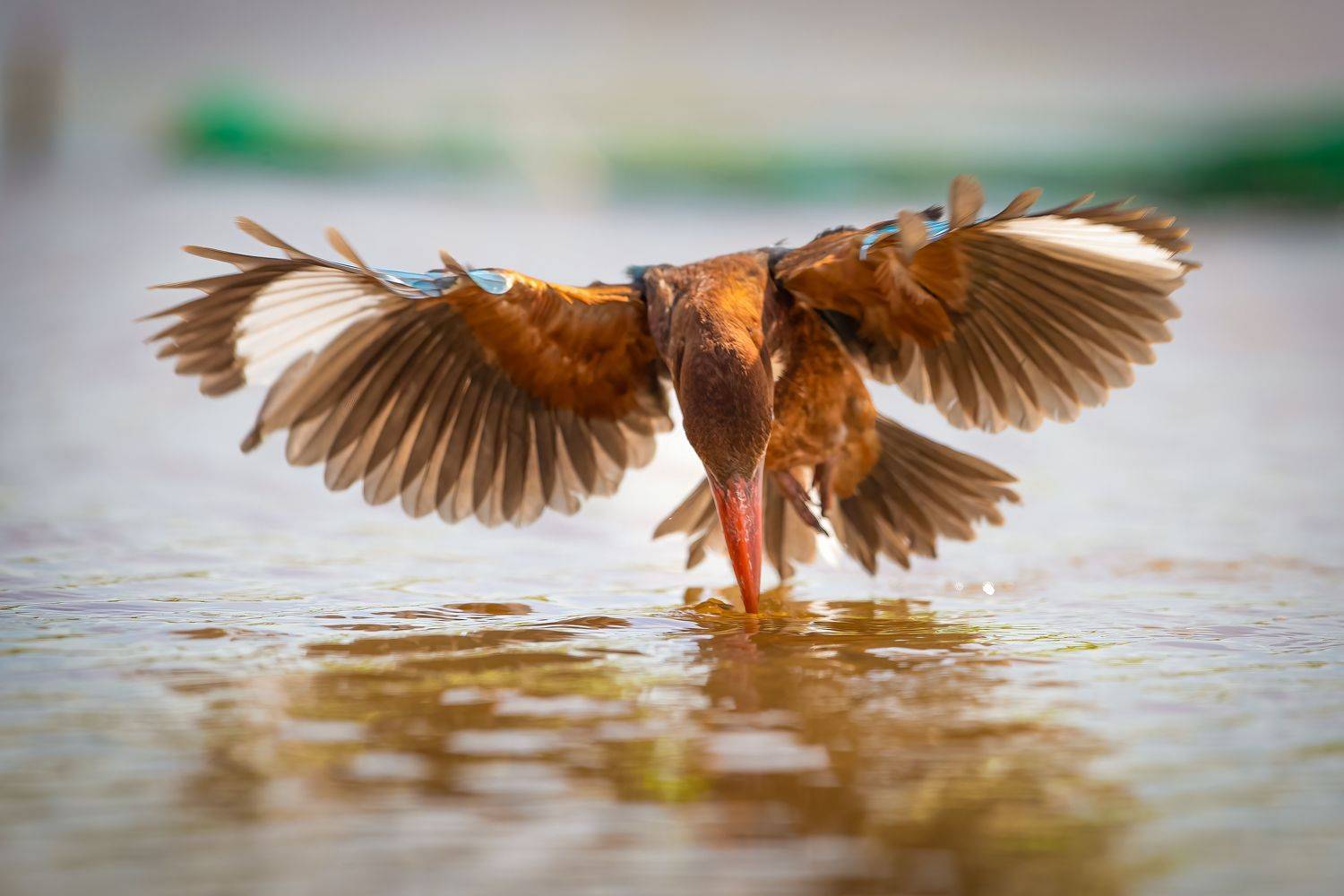 White-throated Kingfisher 3. Автор: Rin Võ bird , vorin, Rin Võ