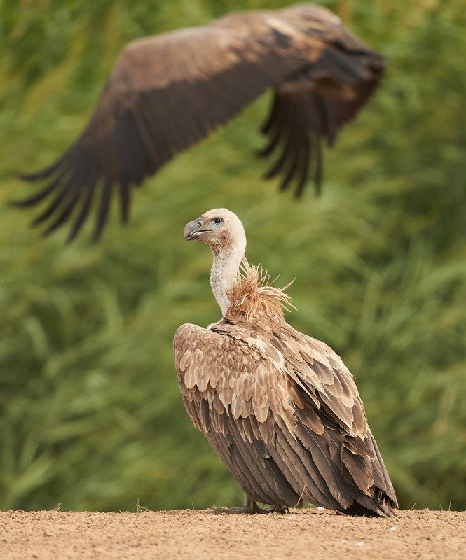 Белоголовый сип (Калмыкия, август 2021)photo preview