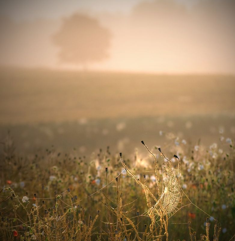 morning among the fields...photo preview