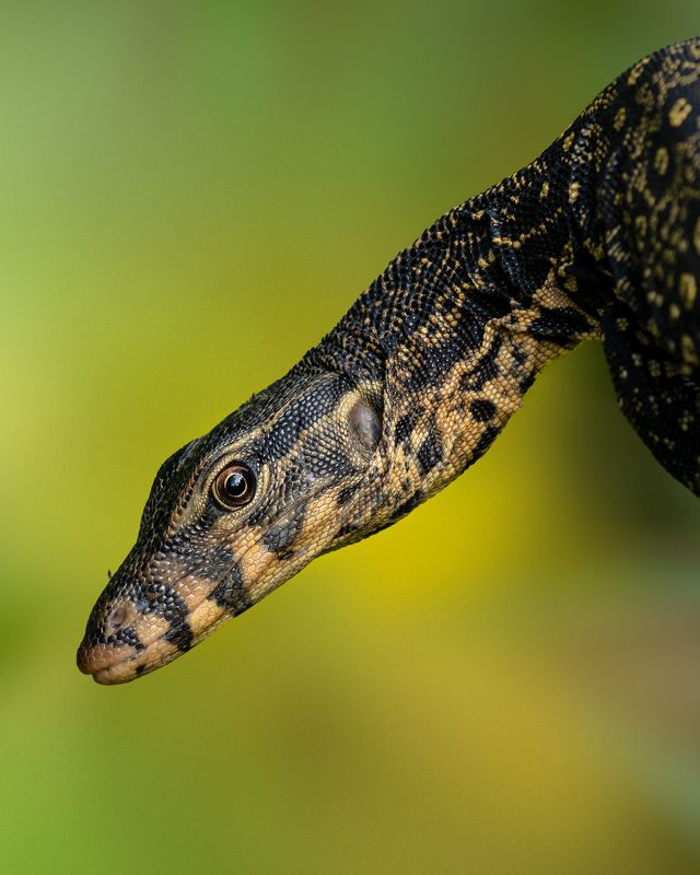 wildlife Asian Water Monitor Lizard (Juvenile)photo preview
