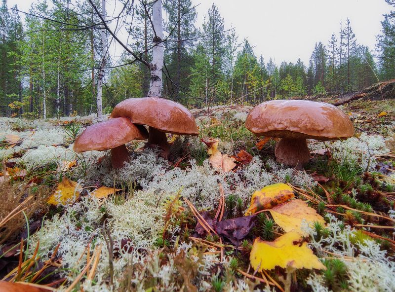 печора, лес, север Предосенний лес севераphoto preview