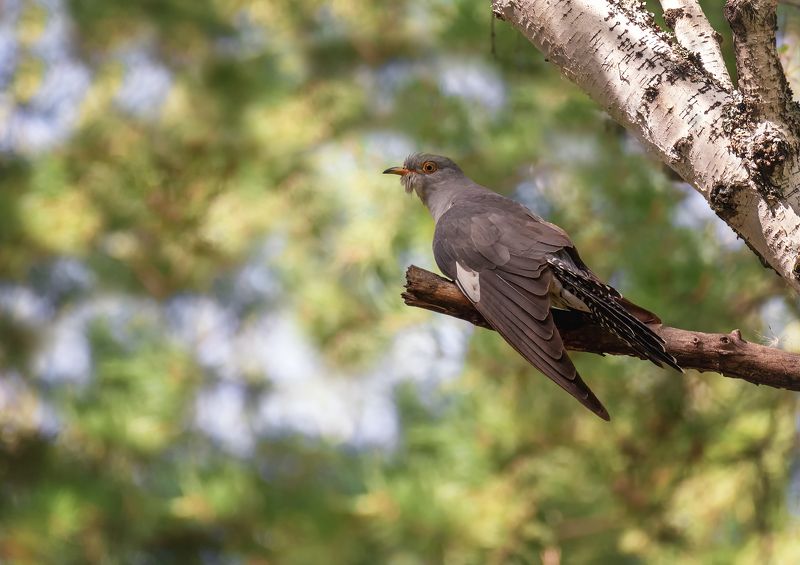 птица, кукушка, самец, кукушка..photo preview