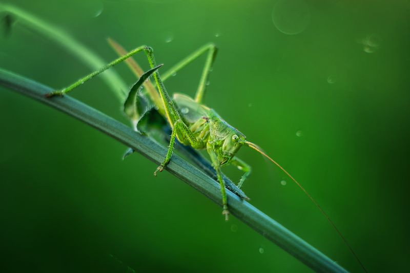 Невидимый фото превью