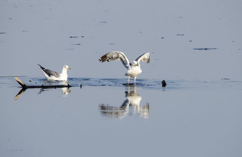 Воот такая рыба была.photo preview