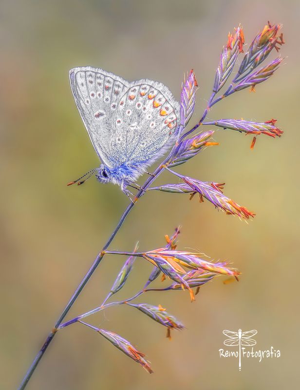 Modraszek ikar- Polyommatus icarusphoto preview