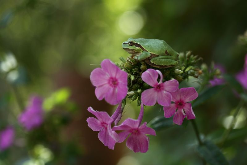 Летний вечер на дачеphoto preview