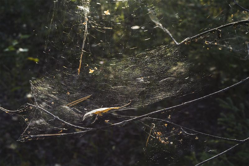 Паутинаphoto preview