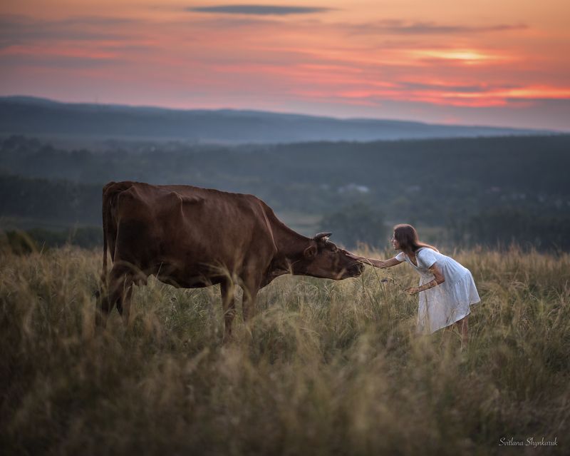 beauty, summer, emotion, portrait, animal, sunset, cow Don\'t be afraid of mephoto preview
