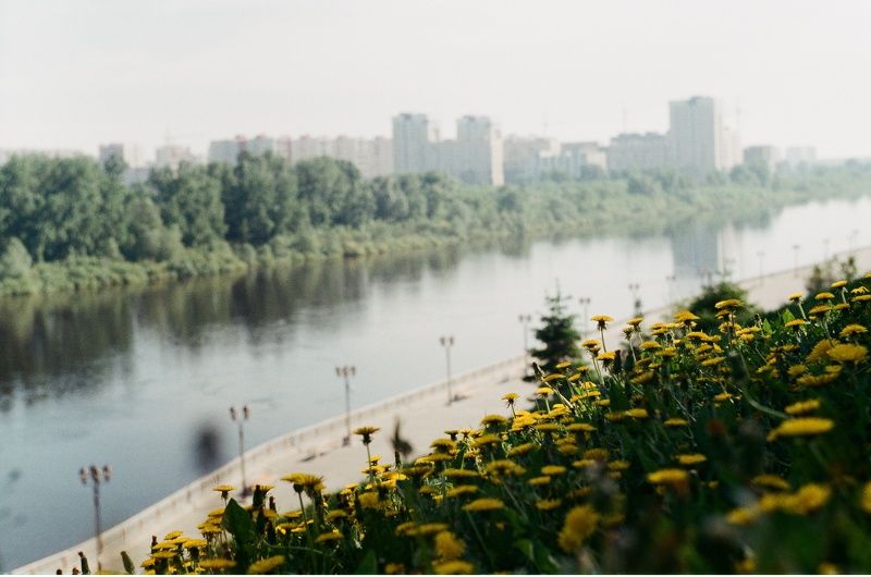 пленка, пленочная фотография, цветы, лето, одуванчики, зенит Набережная Тюмени в одуванчикахphoto preview
