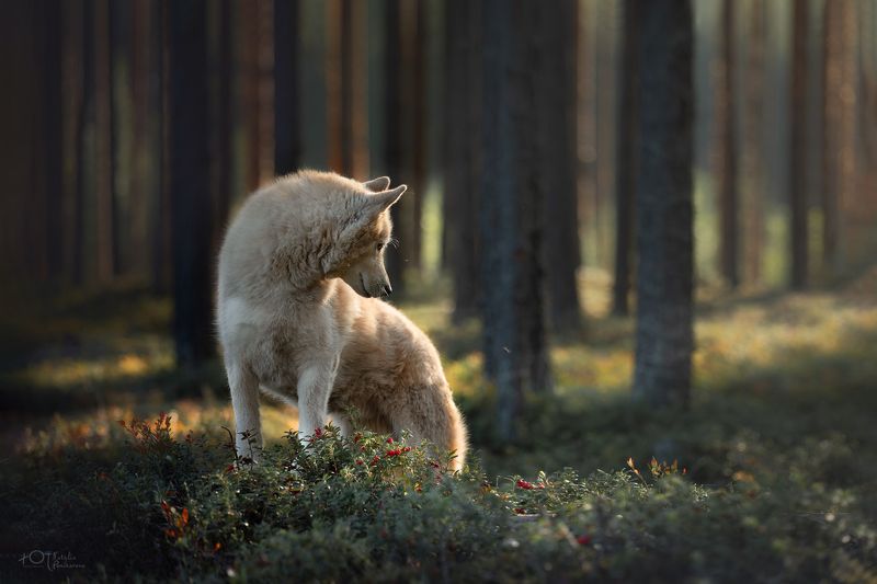 Волчок фото превью