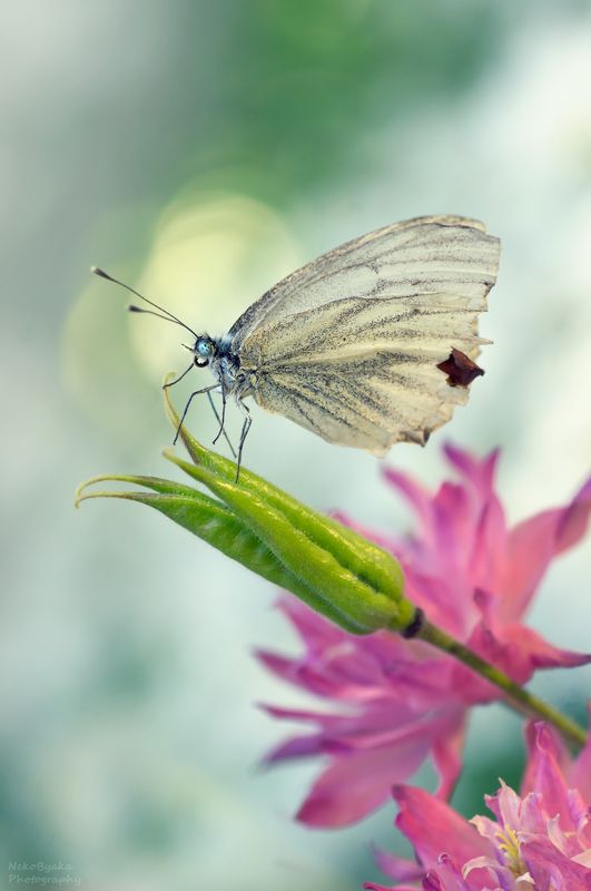 бабочка, цветы, аквилегия, боке, лето, насекомые, макро, butterfly, flowers, aquilegia, bokeh, summer, insects, macro, Брюквенница или Белянка Брюквеннаяphoto preview