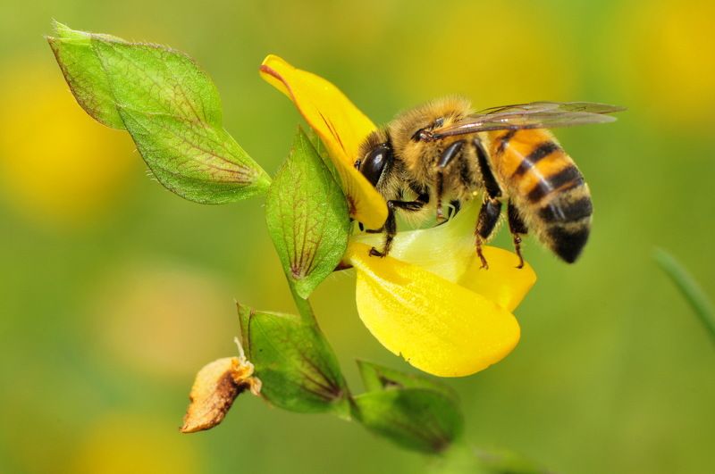 denis moura, mogi das cruzes, brasil, bee Save the beesphoto preview