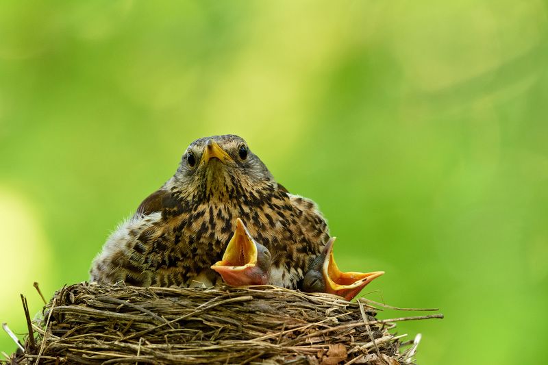 дрозд-рябинник ***photo preview