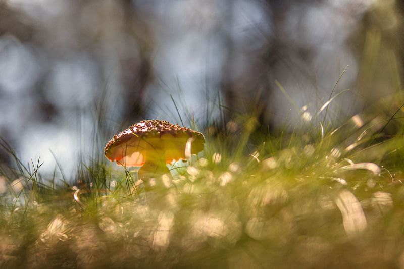 тихая фотоохотаphoto preview