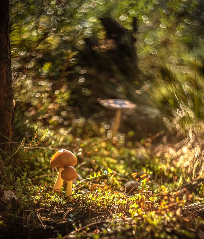 тихая фотоохотаphoto preview