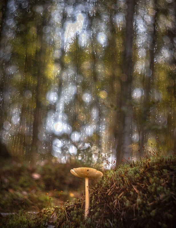 тихая фотоохотаphoto preview