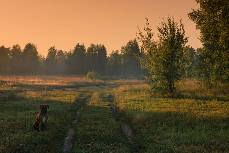 луг лето август рассвет собака В рассветную поруphoto preview
