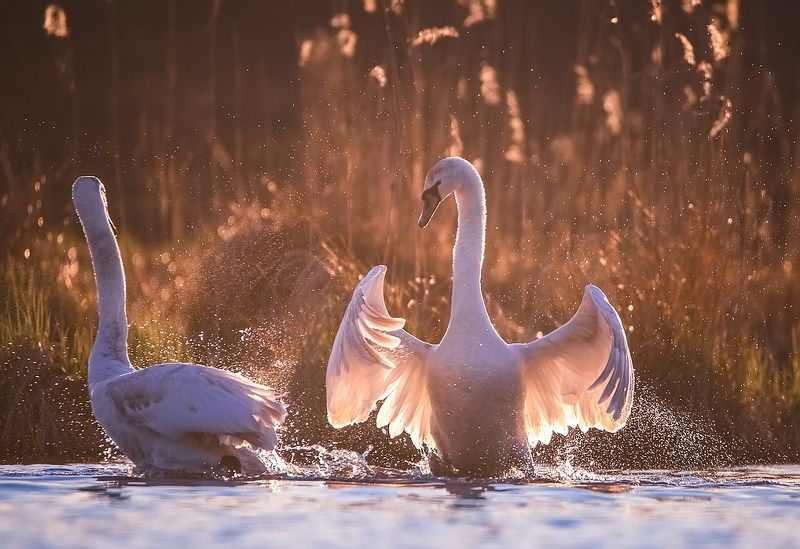 Разборкиphoto preview