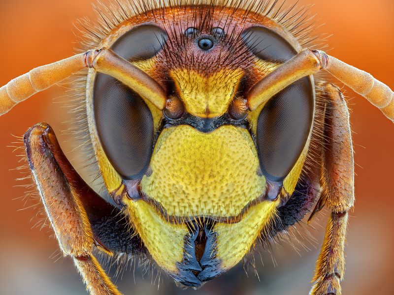 irass, waledzik, nat geo, olympus, close up, macro, extreme macro, макро Vespa crabro.photo preview
