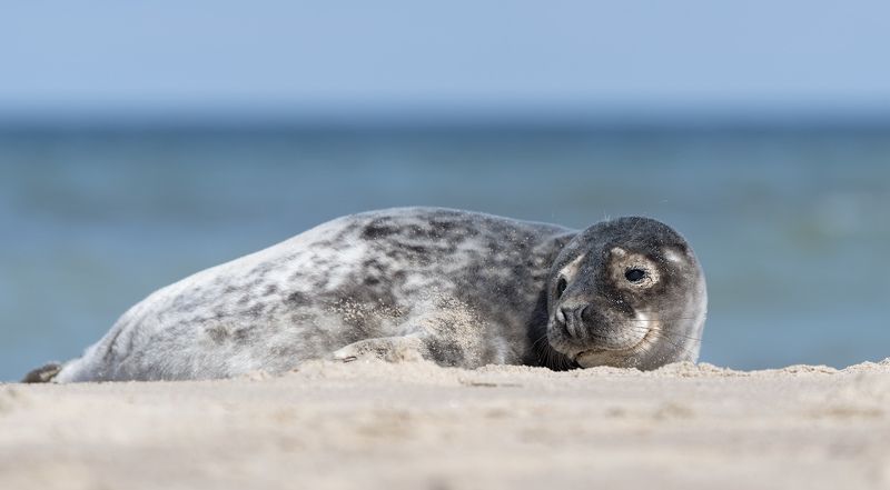природа, нерпа Я добрый...photo preview