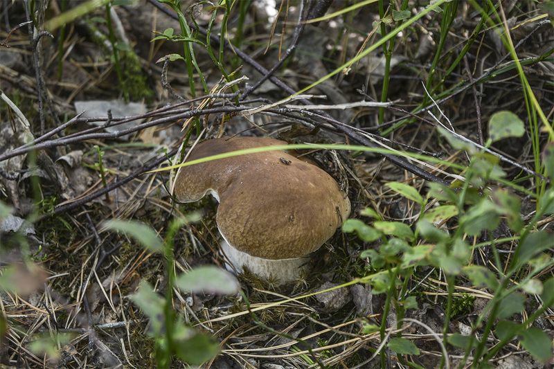 Белые грибочки в онежском лесуphoto preview