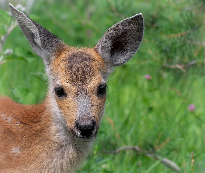 косули, косулёнок, степь, лес косули..photo preview
