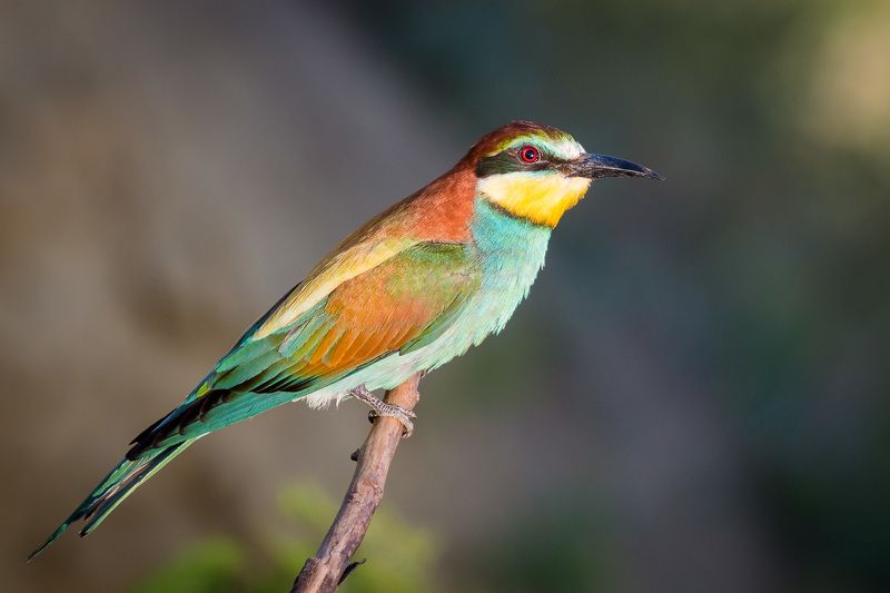 золотистая щурка, птицы, лето, birds, wildlife, bee-eater Щуркаphoto preview