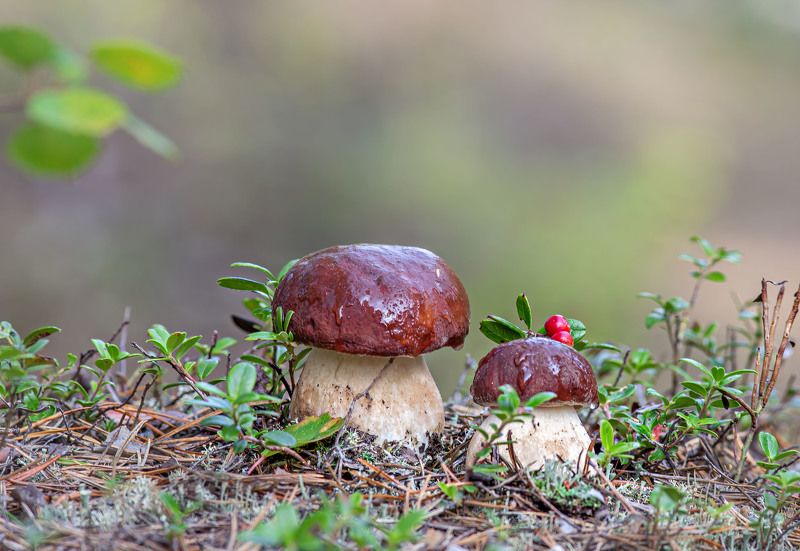 грибы,боровики,лес,природа,север,коми,печора Тихая охотаphoto preview