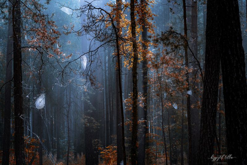 Cobwebs  spider web  nature  trees  forest  forest atmosphere  summer  dawn  light  Nikon  Forest cobwebs in the morningphoto preview