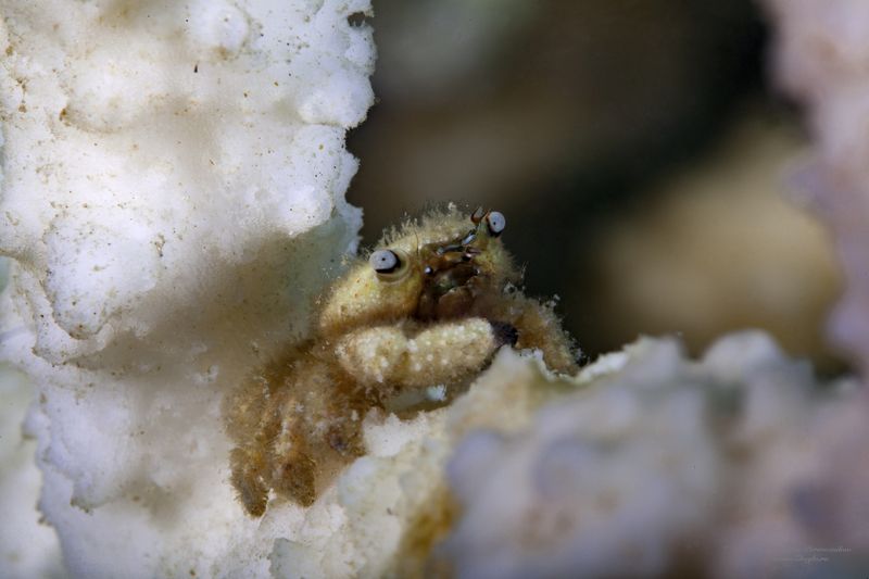подводное фото подводный мир хургада египет жогло zhoglo красное море маленький крабphoto preview