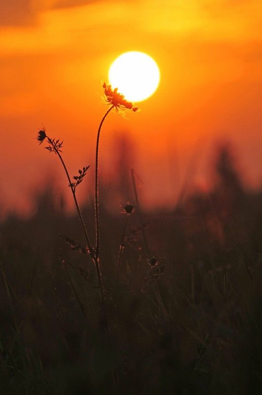 утро, солнце, цветок, пейзаж,рассвет поцелуйphoto preview