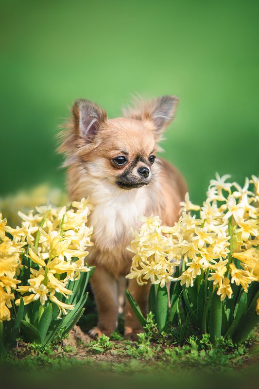 Tiny flowerphoto preview