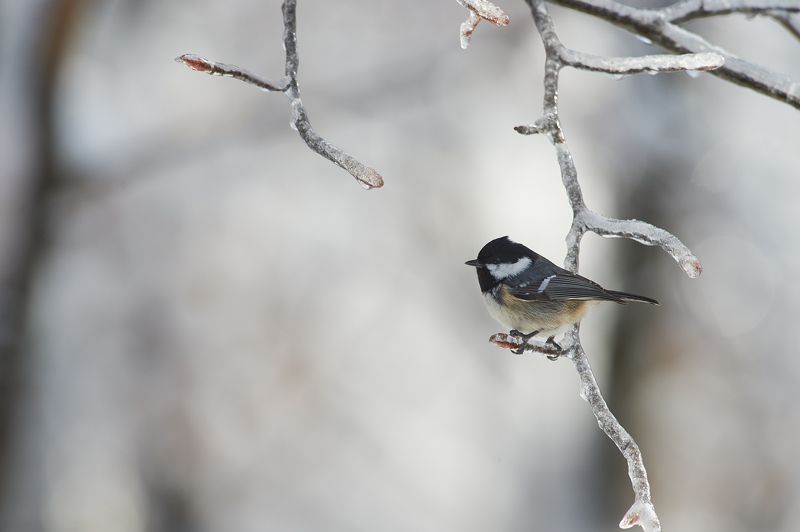 nature, wildlife, birds ***photo preview