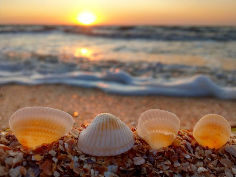 утро,азов,море,sunrise,sun,landscape,вода,лето,арабатка,восход,ракушки,контровый,свет,цвет,sea,волны,солнце,берег Утро нового дня photo preview