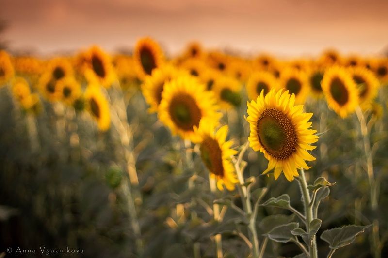 фотограф Лисичанск, семейный фотограф, детский фотограф, фотограф Северодонецк, фотосессия на природе, поле, подсолнухи, закат, Встали в рядphoto preview
