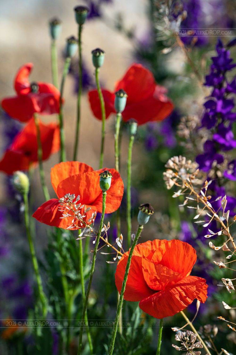 Крымские маки. Автор: AlexDROP , AlexDROP