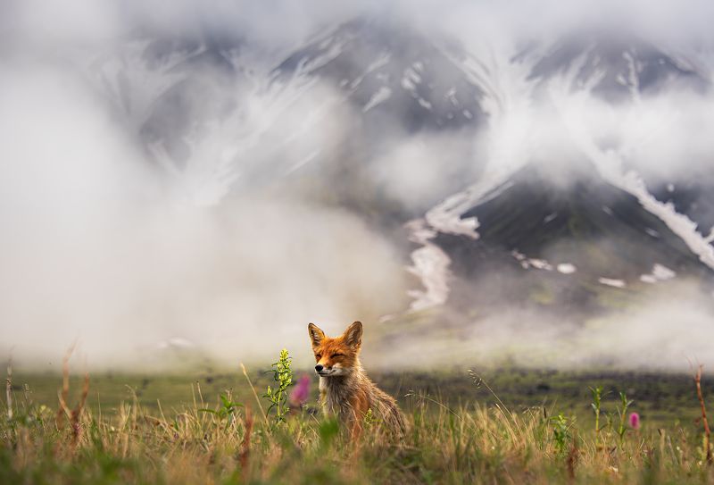 Хитрый камчатский лисphoto preview