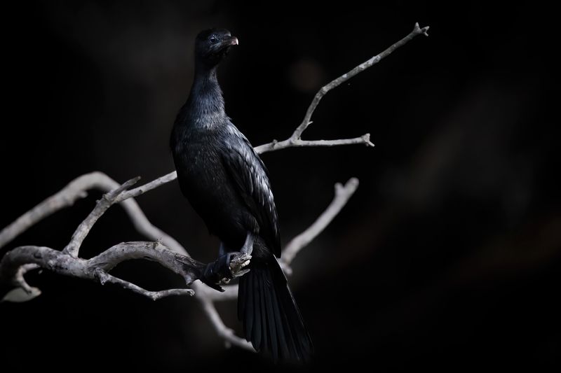 Ẩn.....photo preview