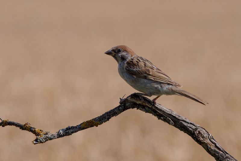 воробей, птицы, лето, birds, wildlife, house sparrow Домовой воробейphoto preview