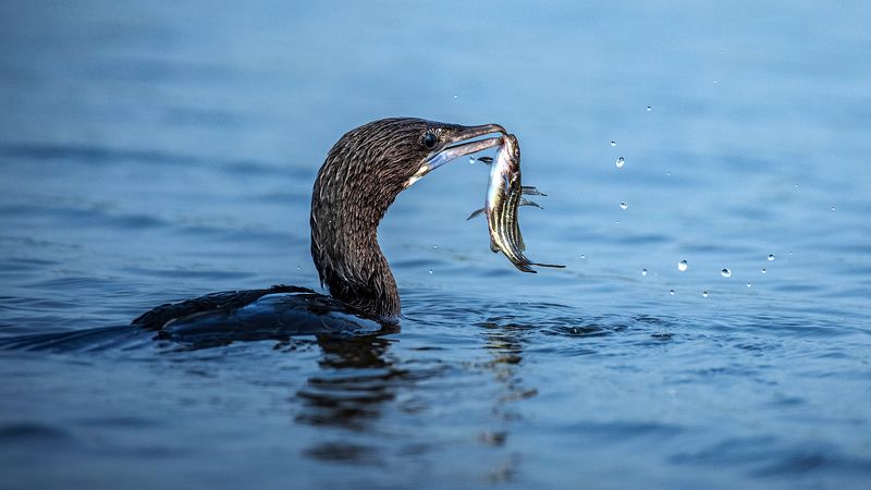 bird, animal, wild, wildlife, action, capture, moment, nature, water, action shot Cormorant With Fishphoto preview