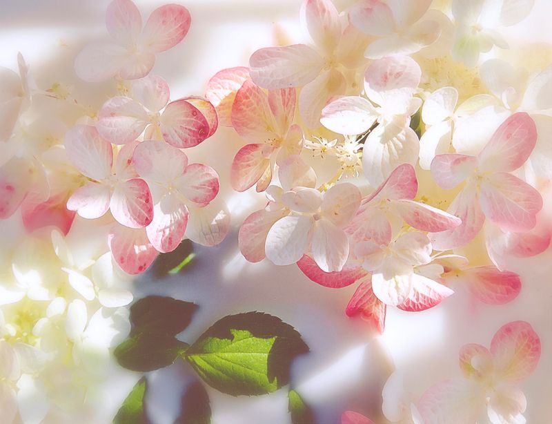 Молочная мелодия.photo preview