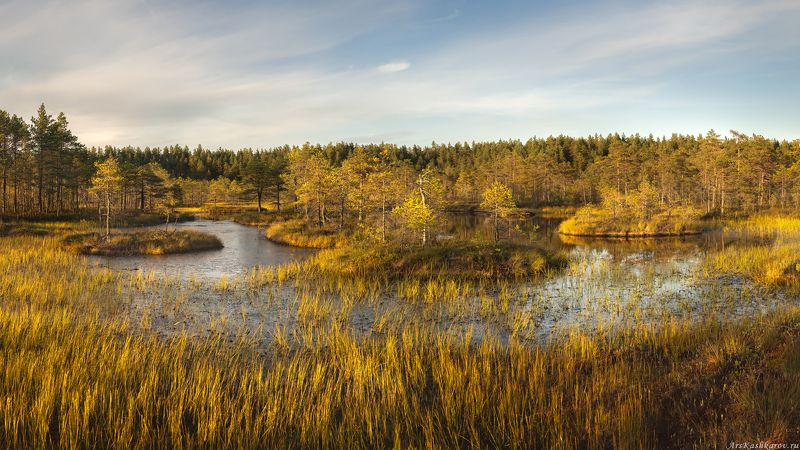 болото, ленобласть, ленинградская область, болотные топи, острова, север ленинградской области, выборгский район, последний день лета \