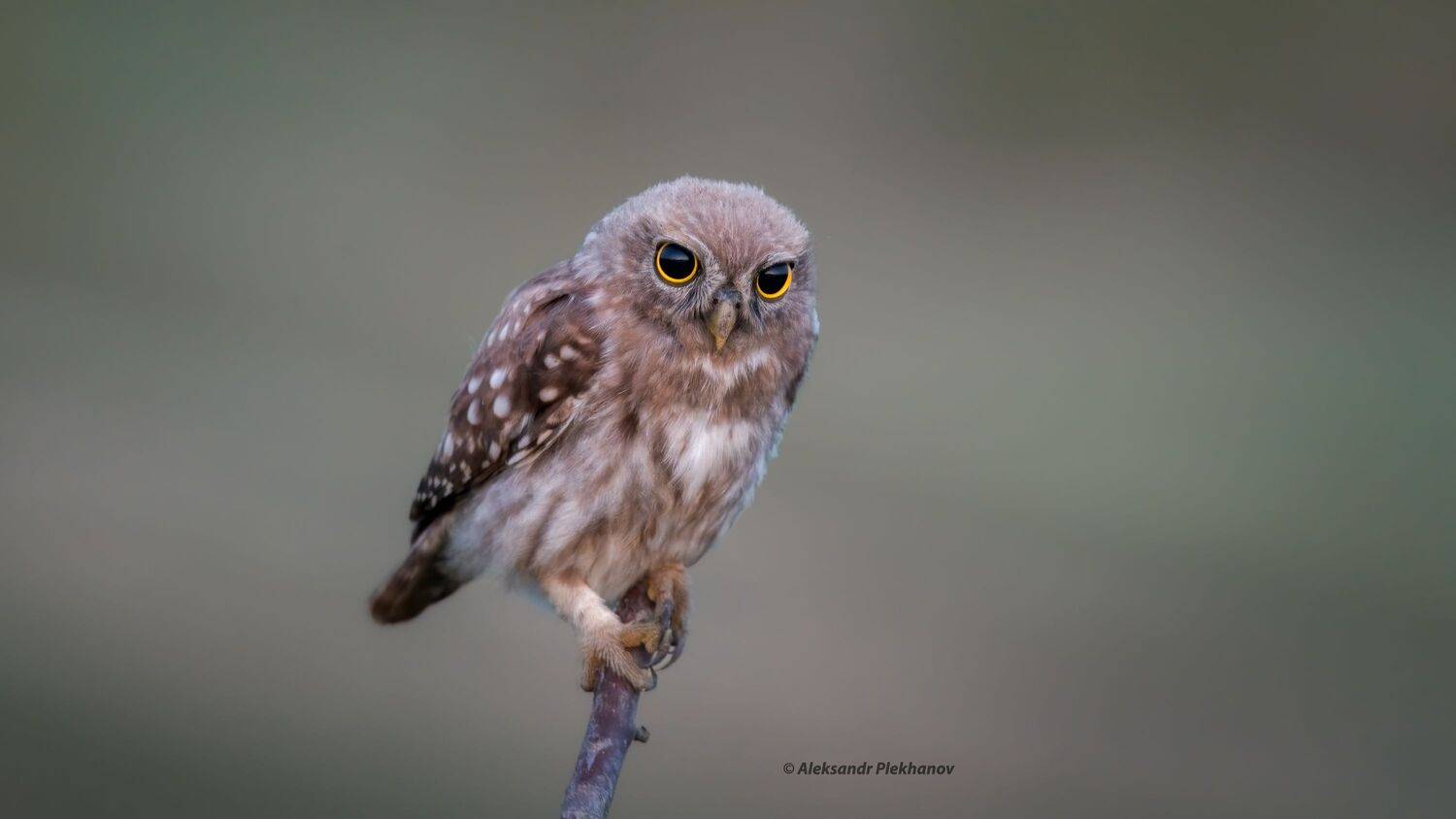 wildlife, Alexander Plekhanov