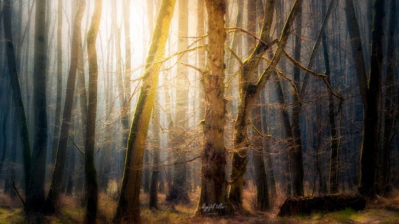 forest, natura, light, dawn, trees, forest atmosphere, nikon, mist, forest scenery  The light you seek is in youphoto preview