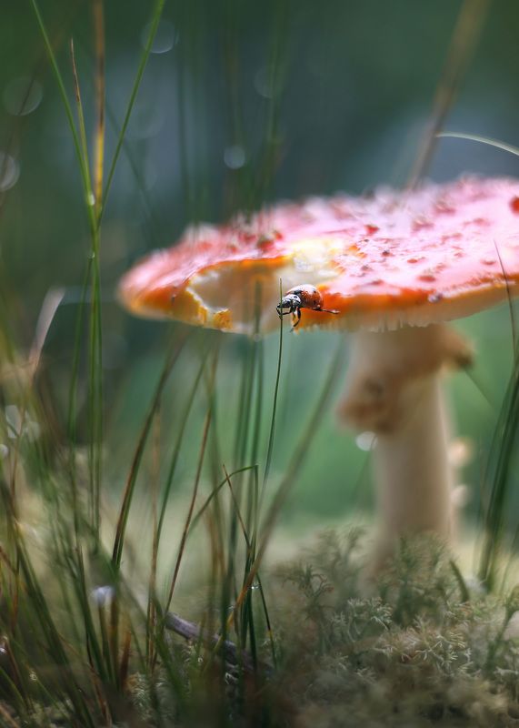 мухомор, сказки леса, удивительное рядом, гелиос 44 -3, жизнь,ирина горюкина Побег(из лета в осень) фото превью